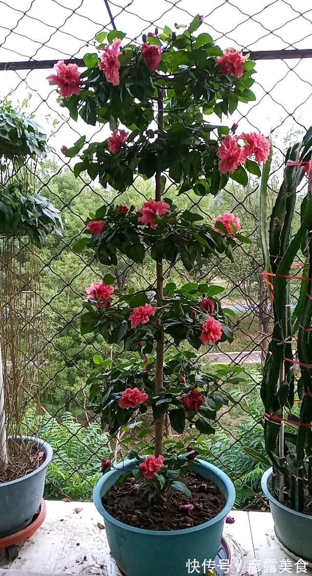 养3种花“多修剪”,2年养成“6层塔”,放在家里真“养眼”