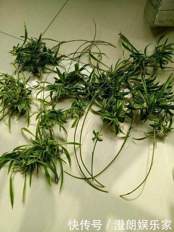 5种花快扦插,生根超快,1周长出大白根,新手也能插得活