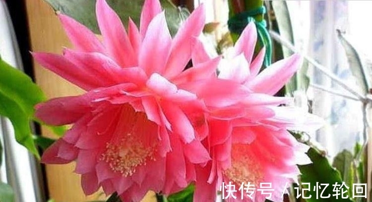 六倍利六倍利|如此漂亮的“4种花”,花朵大花期长,比牡丹还美,年年开花美翻