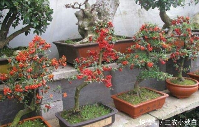 养护|养护好火棘盆景要注意这几个事项