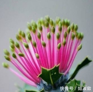 喜欢玫瑰,不如养高端花卉”火柴“拔克西木,形似火柴,花姿俊美