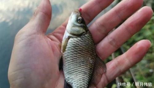 难怪渔具店老板不淡定,原来冬钓用它代小药,板鲫那叫一个好钓!