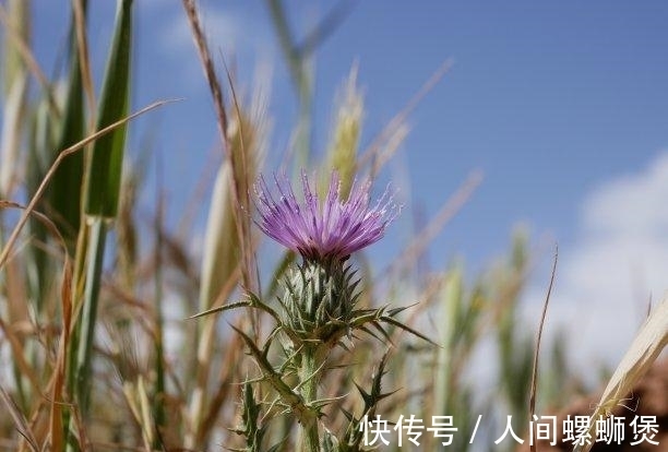 余生|12月内，喜鹊送喜，真爱难解，前任归来，重拾过往，余生幸福美满