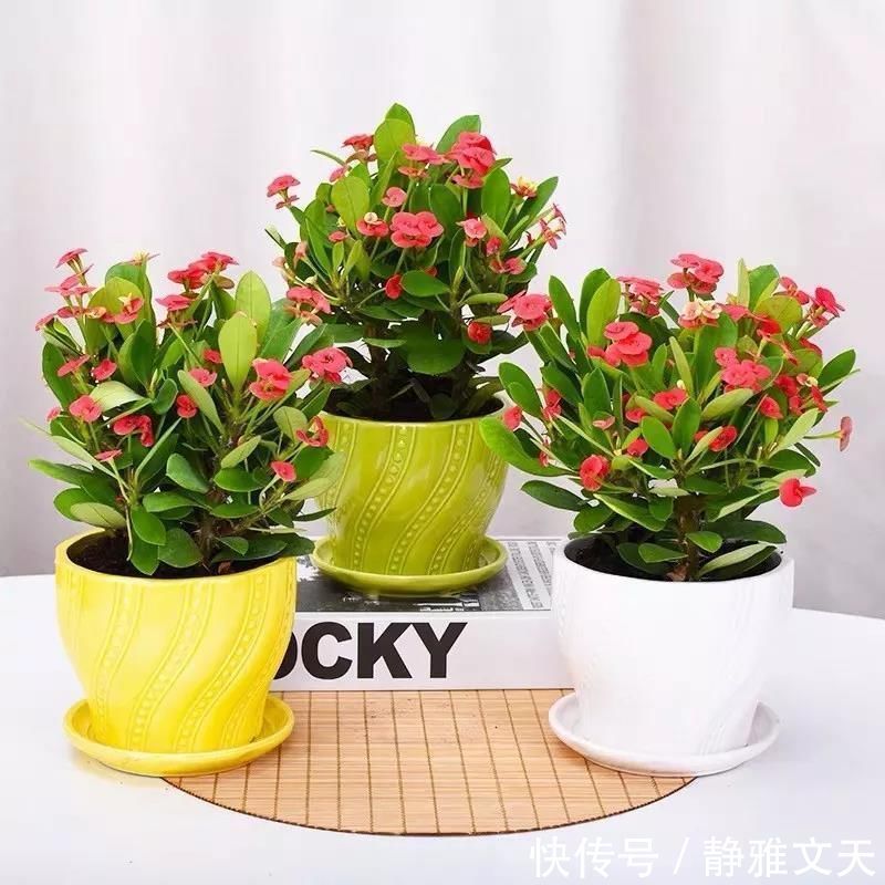 4种有害的花不能放客厅，家有老人小孩要注意，赶紧清理掉