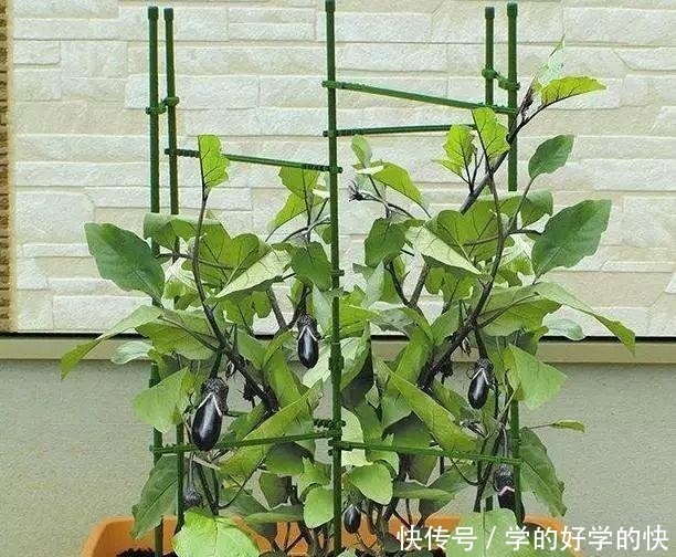 没时间、没经验的阳台种菜者,统统看过来,台长为你提供解决方案!