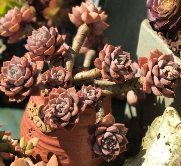 红粉佳人|养不好多肉,试试养一株红粉佳人,叶片粉嫩养成小老桩,适合新手