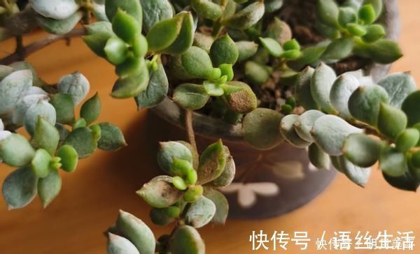 福娘|新人肉友慎入的这几款多肉,你了解多少,知道为什么吗?