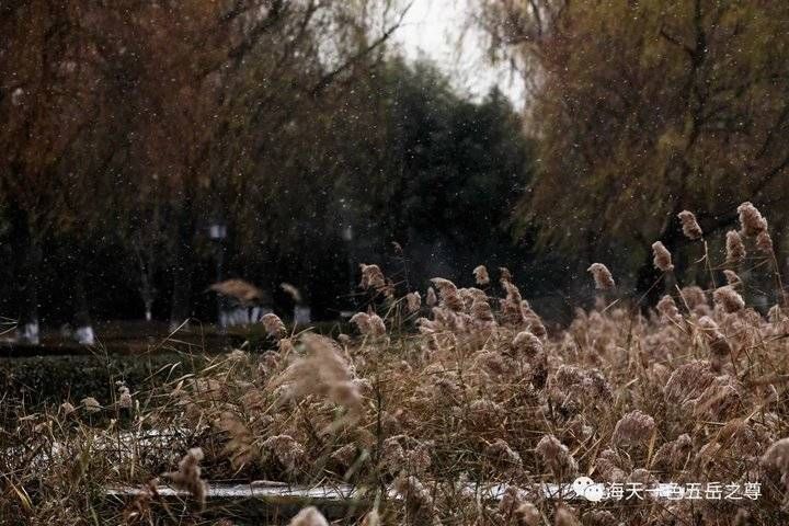 百脉泉|雪泉共舞，百脉氤氲：泉城第一场雪，百脉泉飞花穿庭，盛雪芳华