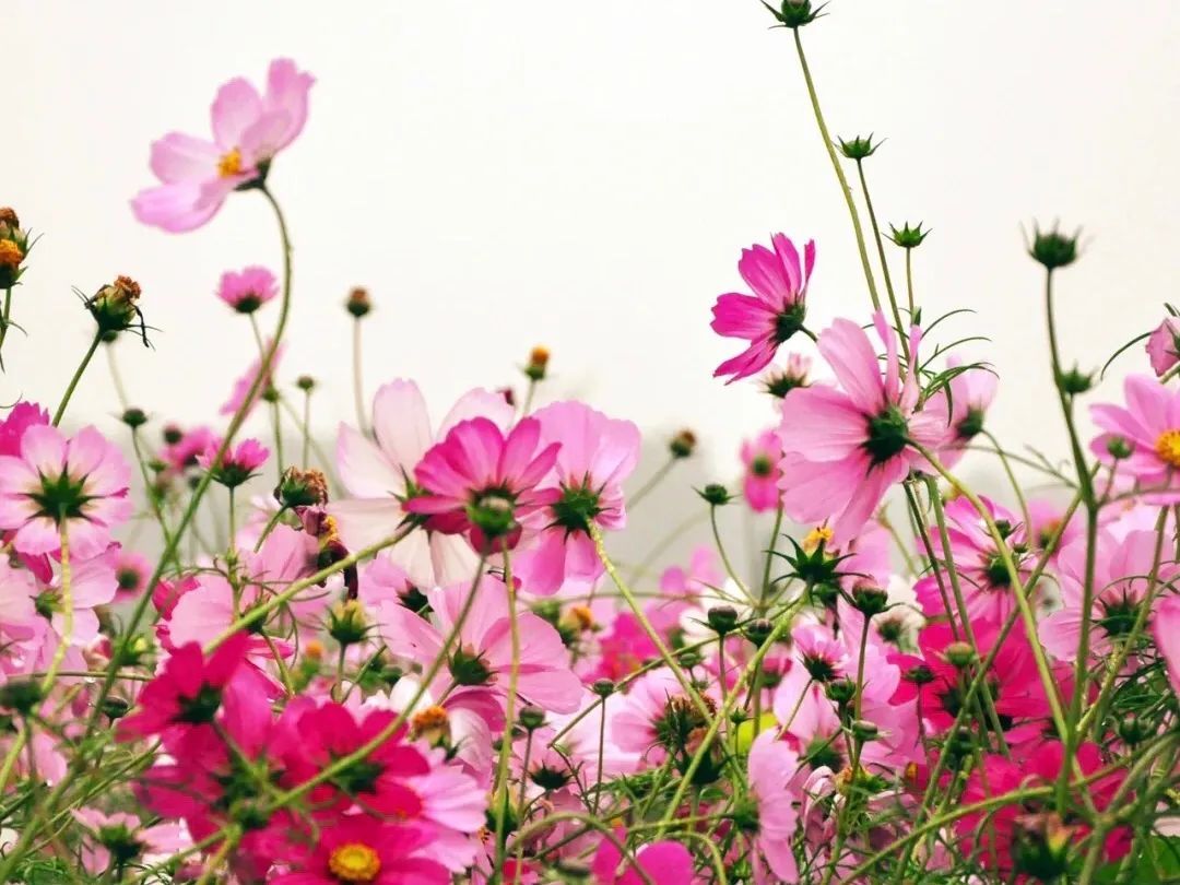 炎炎夏日来啦！赏花、观景、饮茶……带你觅夏凉！