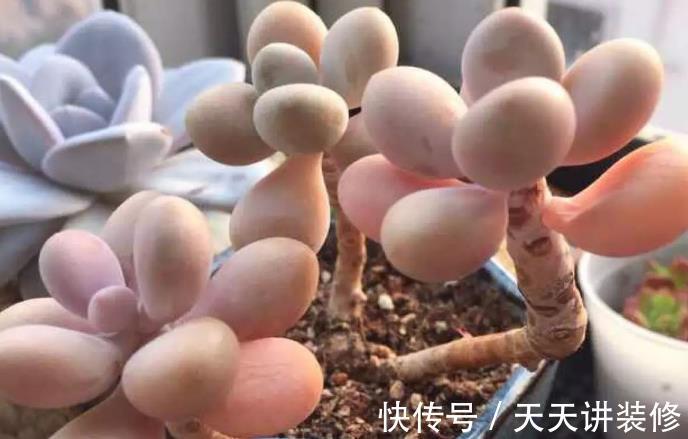 夏天|夏天养多肉桃蛋,注意这4个小细节,不化水不烂根,叶子粉嘟嘟