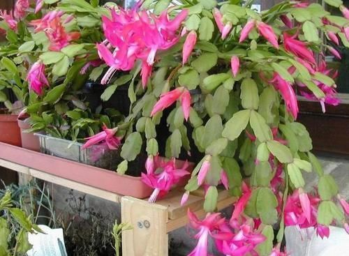 将此4点落实到位,盆栽蟹爪兰,将年年一茬又一茬地开花