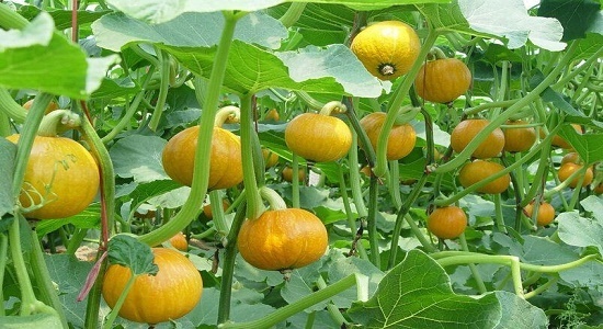 西葫芦西葫芦|感冒咳嗽吃什么蔬菜好得快