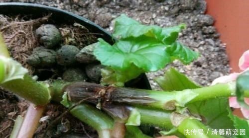 花盆|养花浇了“夺命水”,难怪烂根、黄叶,2种水“千万”别乱用