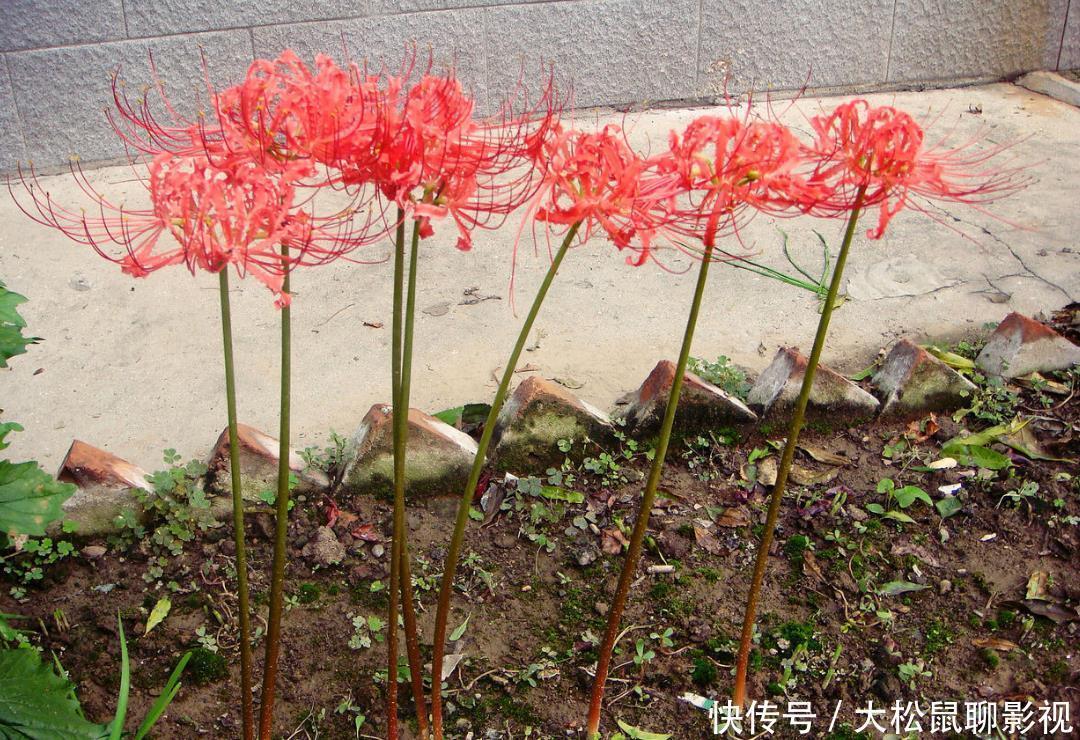 养花用几种东西，花开更好看，土壤疏松营养好吸收