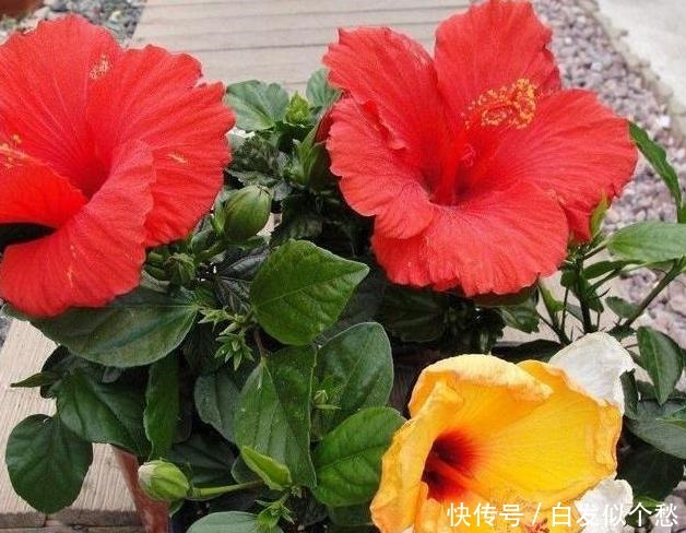 喝水|这些花,命太大,成桶成桶喝水,烈日下开花,开爆整个夏天!