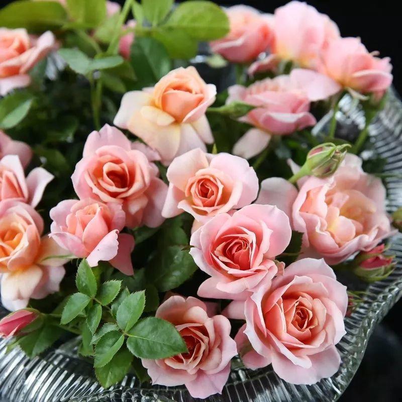 农村养花优势发,地大肥多,一不小心养成小花海!