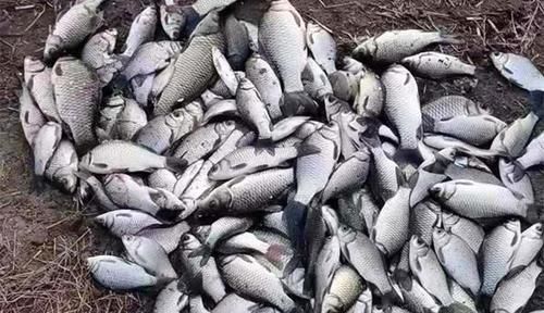 砖头|野钓必杀技:盘点民间这些窝料“野路子”,连竿上鱼的秘密绝招!