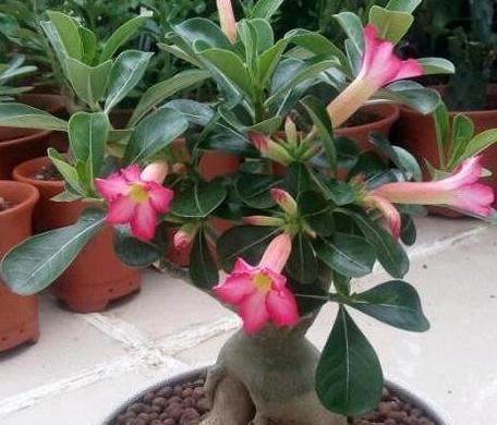 入冬后养3种花，浇水越懒惰，来年长势越好，你了解嘛