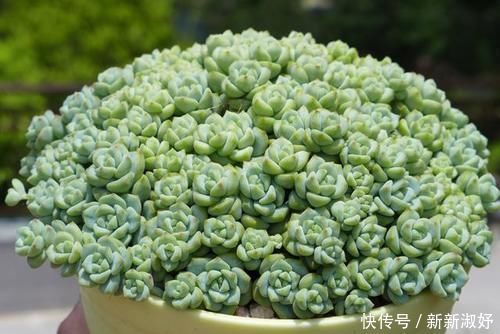 小米星|12款多肉天生就爱凑热闹,爆盆群生是强项,花友:养起来真过瘾