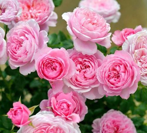  嫌多|20种月季花，美得让人窒息，家里放100盆都不嫌多！