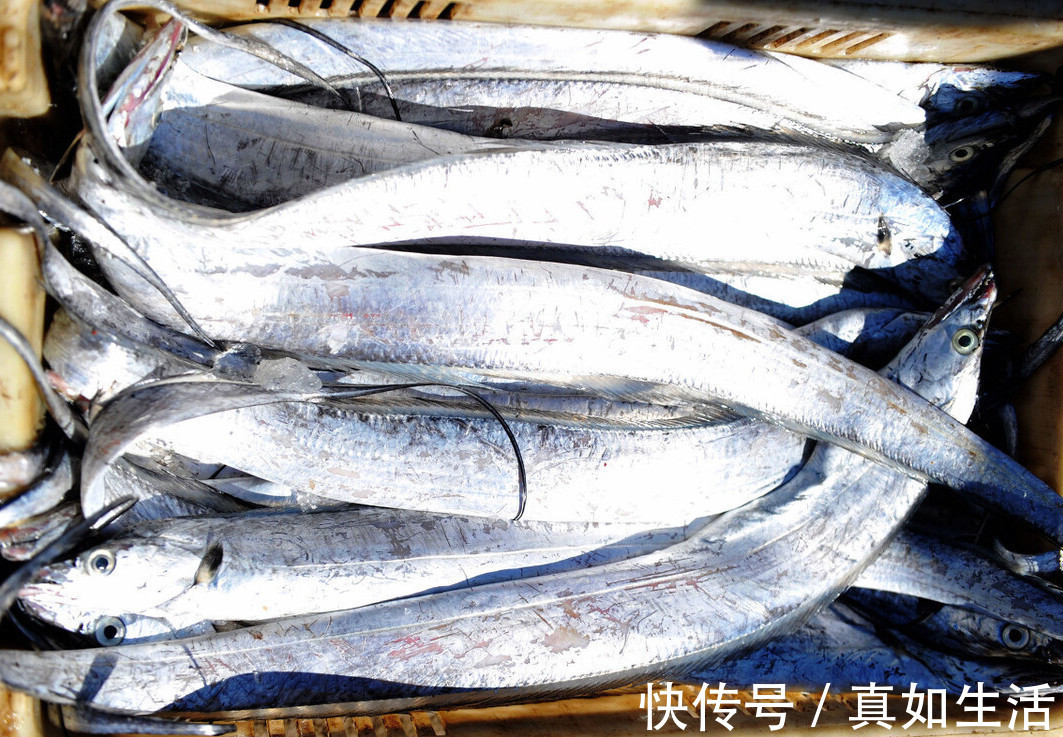 个头|过年买带鱼,别只看个头大小,如果遇到下面4种,再便宜也不能要