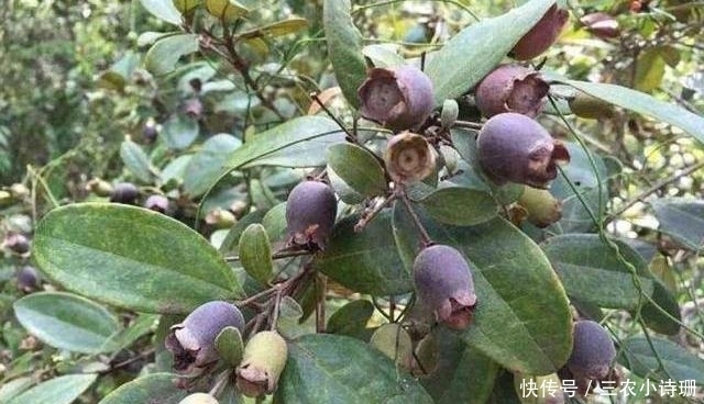 全都|山村的这4种野果子, 现在已经不常见, 全都吃过才算真正的山村娃