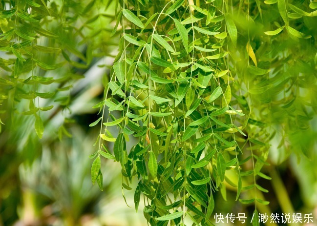 一叶兰|5种适合懒人养的几种盆栽,一月不管也能活,花开好养还爆满