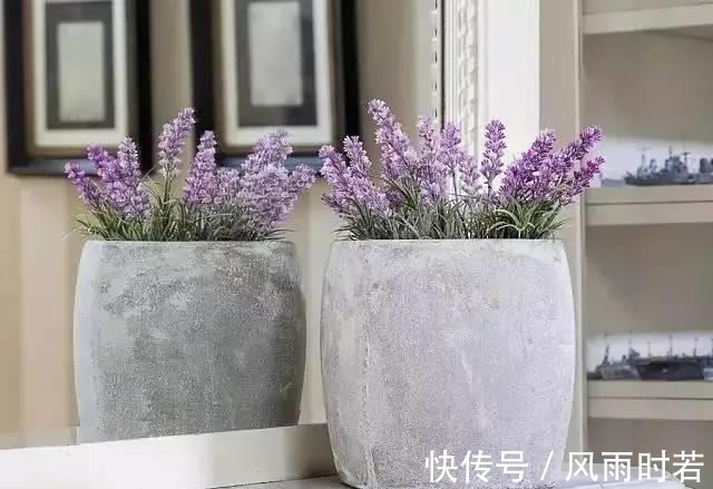 薰衣草|卧室有一盆这样的绿植,再也不担心失眠了