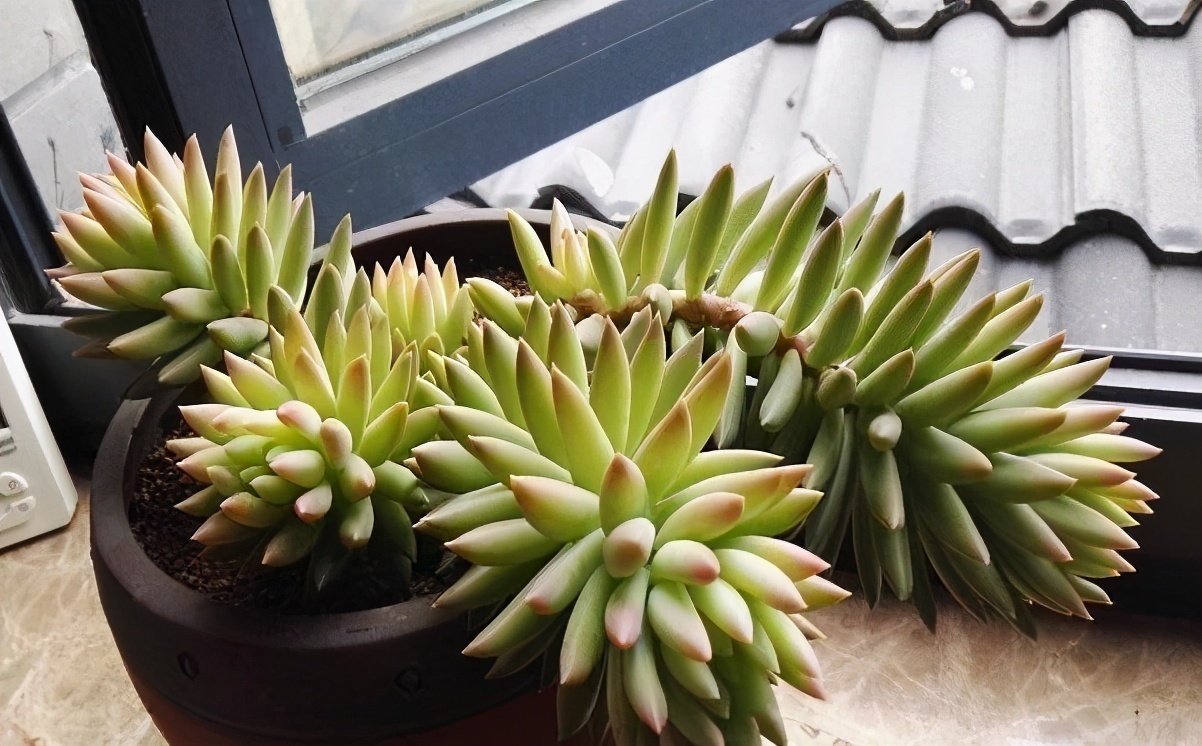 普货|6款多肉大普货，完全靠实力征服花友，养护简单出状态真好看