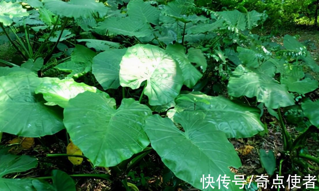 钩吻|植物界的“河豚”！多人因吃这种“芋头”中毒，农村里很常见