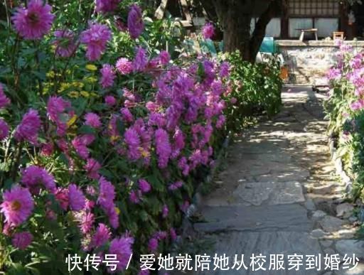 超哥|“玉米棒”还在扔往盆里一塞，等于“促花激素”，花开爆不停