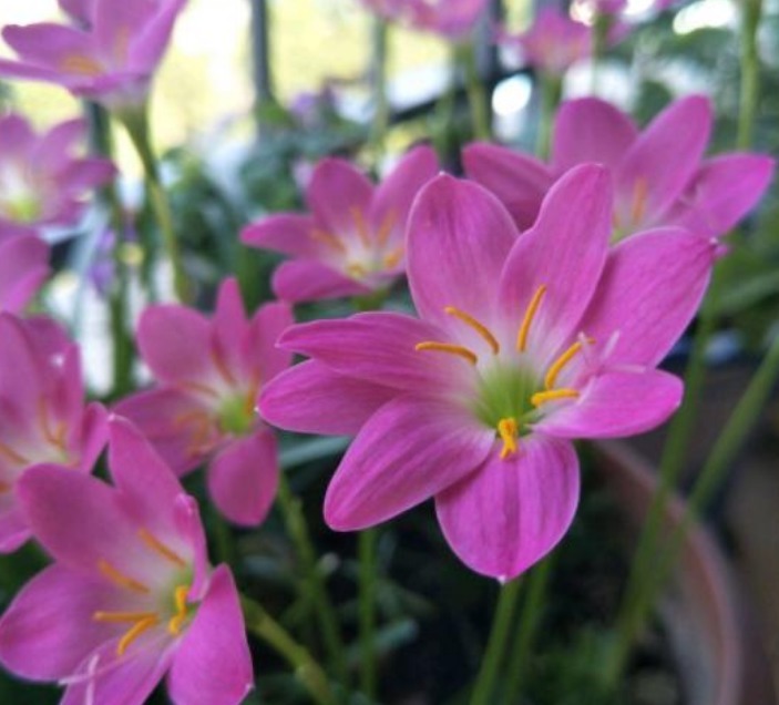 现在养这4种花正合适，漂亮好养又便宜，开花美长势旺