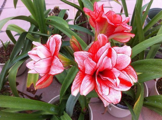 朱顶红这样养,不死才怪!教你一招让你的朱顶红花大色艳年年开花