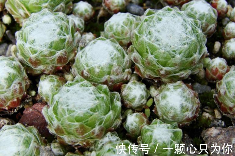 植株|养这4种多肉,冬天“冻一冻”,上色、群生反而更容易