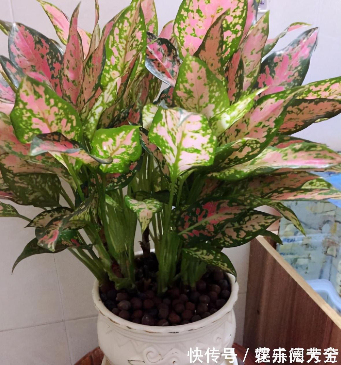 罗汉松|7种“转运花”,家里养一盆,漂亮又吉利,还有好运气