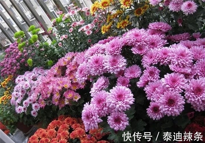 防盗窗养这5盆花,开花多、花期长,邻居看了都眼红