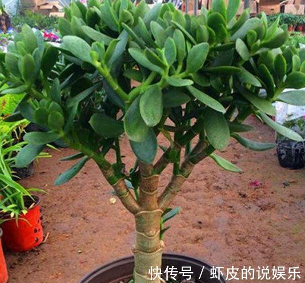 养玉树，只需做好5件事，不黄叶，不烂根，越养越喜欢
