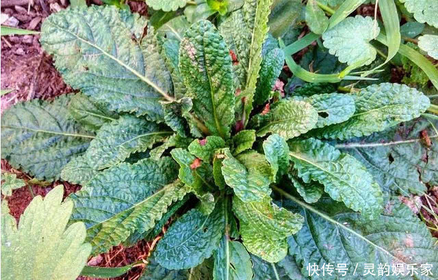 這種野草人稱“雪見草”農民摘它的葉子泡茶,殊不知是一種好藥