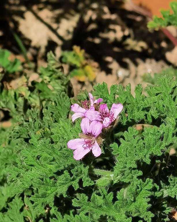 花友们|夏天室外养花,蚊子太多了,种点驱蚊草试试