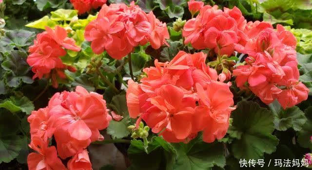 养天竺葵有“三喜三怕”,新手做好了,叶子油绿,花开不断