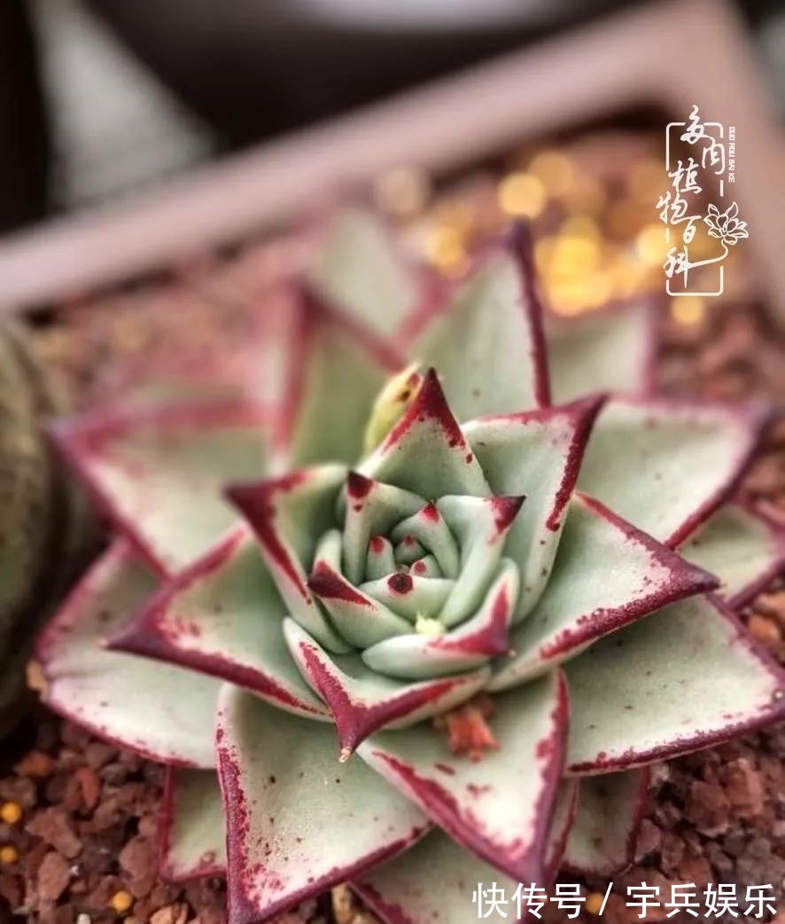 多肉植物|养多肉三年多九万里悟道,终归诗酒田园!