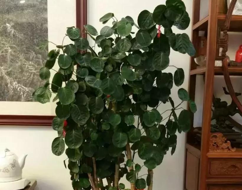 值得室内盆栽的4款植物,于风水有益,还好养又漂亮