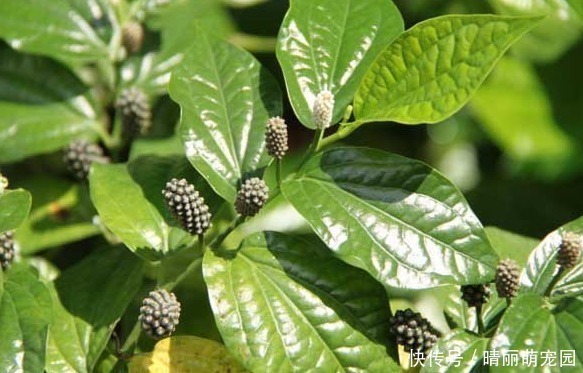 浑身|乡间的野草,浑身都是治病良药,可以做成这种美味的食物!