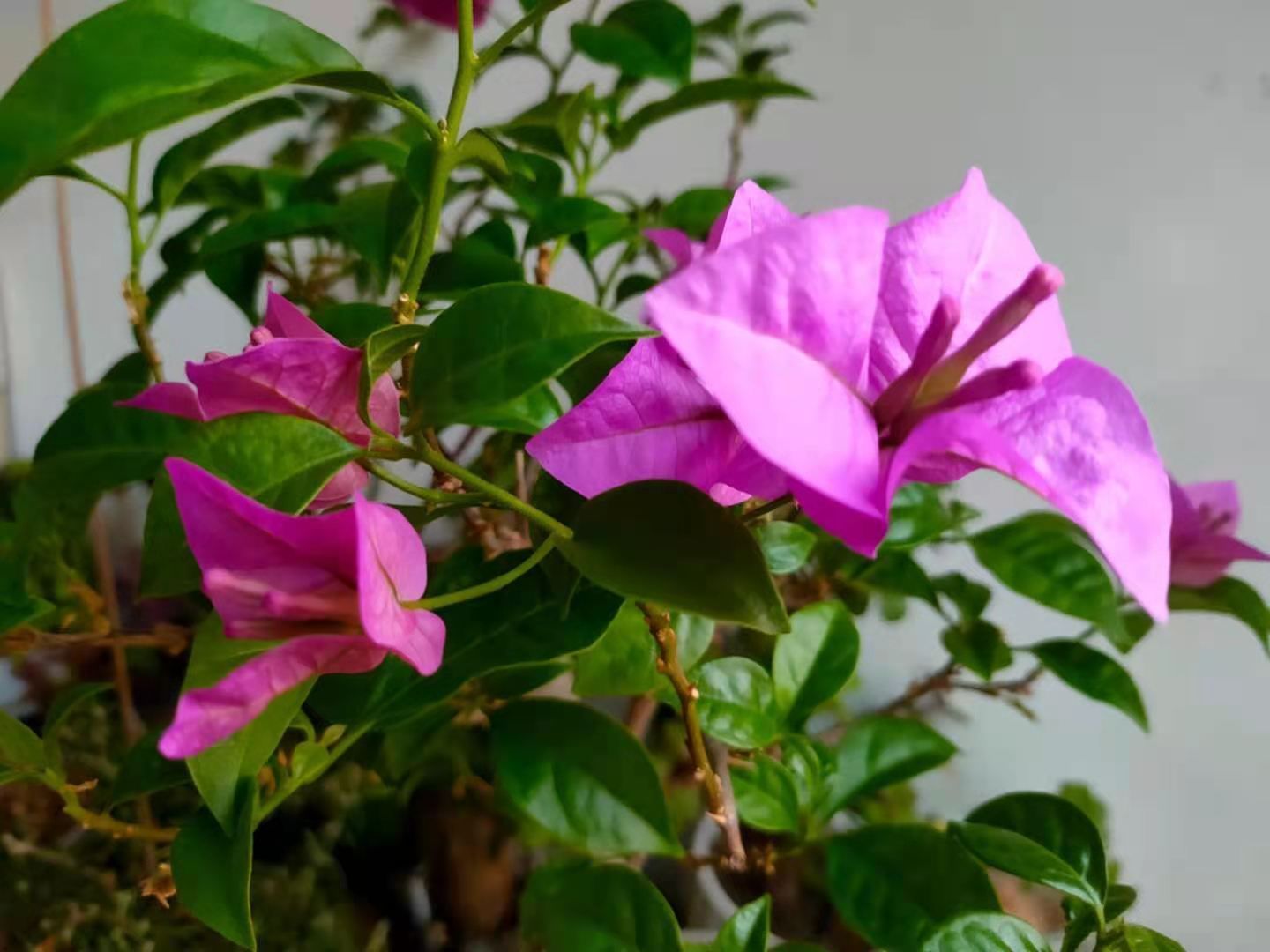 养分|三角梅花色浅淡,开花少?花农:主要由2个原因引起