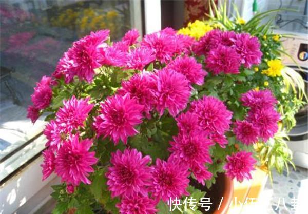 养花|养花试试这几款,花量超级多,成株能同时开几百多花,很容易爆盆