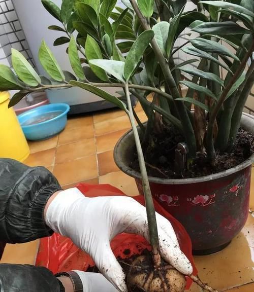  充裕|“懒人”养花就养它，养护很简单，种1棵就能收获100棵，四季开花