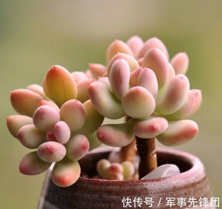 喜欢粉色胖美人,就养这6种,个个都可以惊艳到你