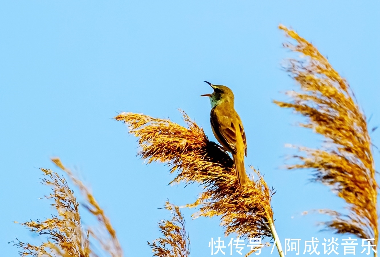 永定河|赏图时刻｜永定碧波争秋艳