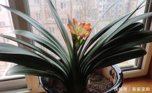 腐叶土|张大爷养花只用一种土,君子兰年年能开花,根壮叶片长得旺!