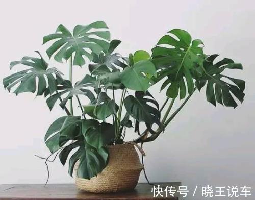龟背竹|冬天天气干燥,家中摆放这四种盆栽,如同买了一个空气加湿器回来